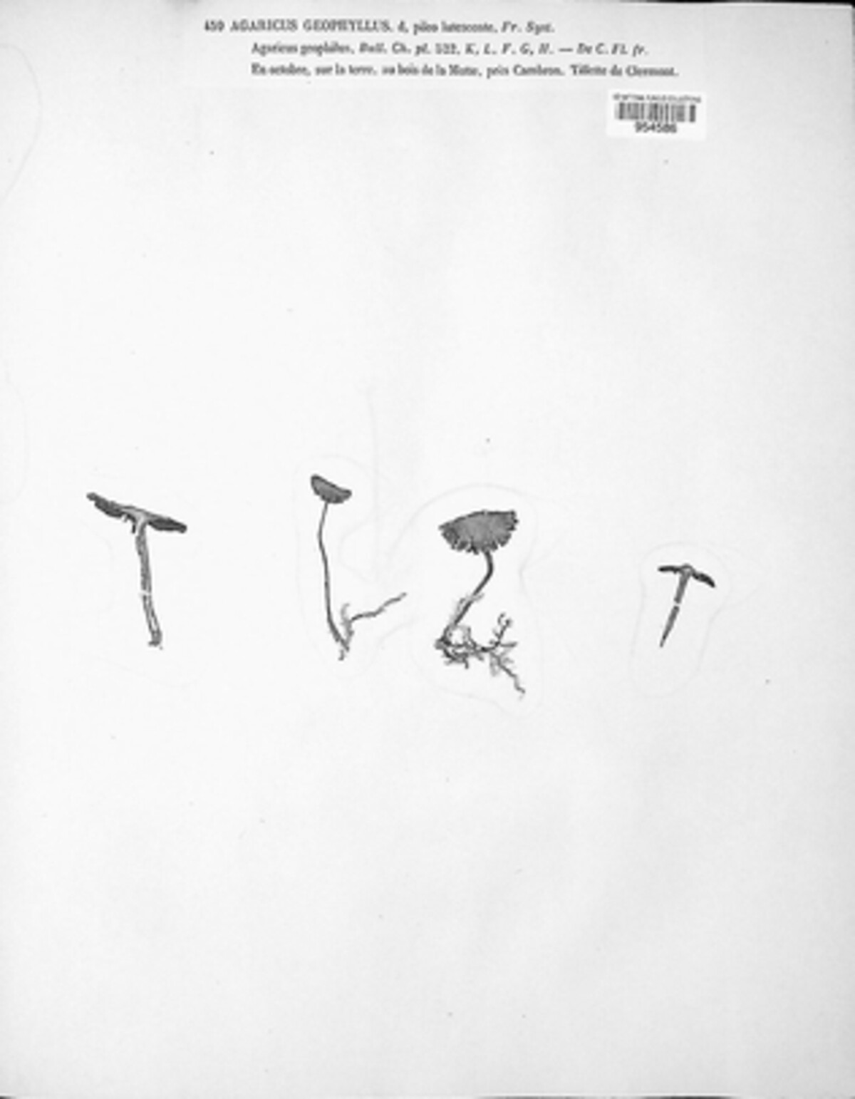Inocybe geophylla image
